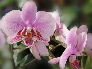 цветы орхидея как ухаживать