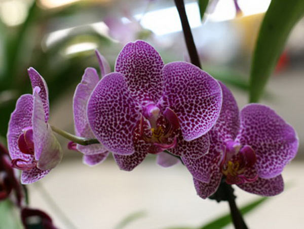 Цветы орхидея - уход